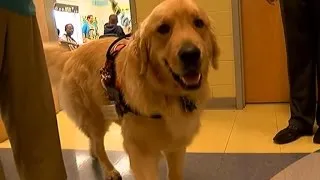 Therapy dogs help kids improve reading