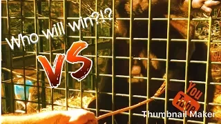 HUMAN VS GORILLA - TUG OF WAR!