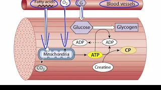 ATP Production in Skeletal Muscle