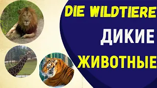 Дикие животные. Die Wildtiere. Лексика. Сафари-парк в Германии