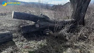 У Золочівському районі на людину впало дерево