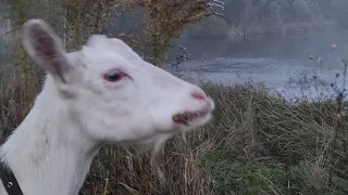 Страшный гром.Козы боятся,а мне красиво.Коза на кухне.Куда они пропали