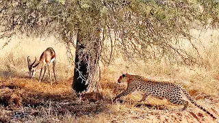 Buck Doesn't See the Leopard Behind This Tree...