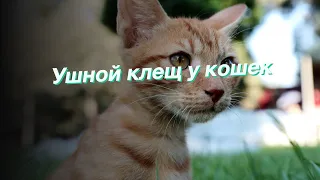 Ушной клещ у кошек