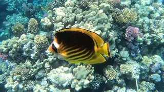 Snorkeling at The Grand Makadi Hotel, Makadi Bay, Hurghada, Egypt (1080p)