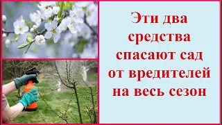 Обработка деревьев от вредителей: чем опрыскать деревья весной