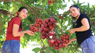 Pick rose apple fruit in my homeland and eating with chili salt