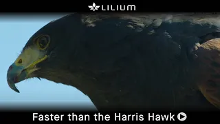 Faster than the Harris Hawk | Lilium