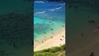 Hanauma Bay 🌈 Best Snorkeling Spot in Oahu 🌴 Hawaii John #Shorts