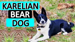 KARELIAN BEAR DOG - Dog Breed 101