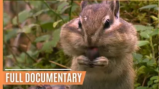 Exciting Animal Behavior in the most enchanting Forests of our Planet | Full Documentary