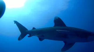 Ryan Chan's Oceanic White tip Sharks in red Sea on 2017-10-18