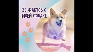 35 ФАКТОВ О МОЕЙ СОБАКЕ. Вельш-корги пемброк ВАРДИ