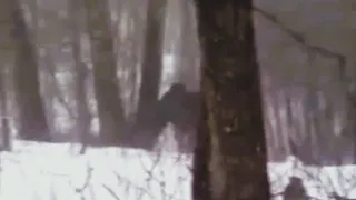 Bigfoot attacks man in the forest ENHANCED FOOTAGE Bigfoot, Sasquatch, Yeti