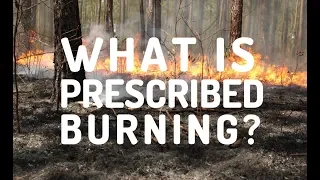 How Prescribed Fires Help Manage Forests | Georgia Forests