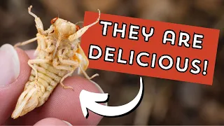 Watch this BEFORE eating cicadas! (everything you need to know)