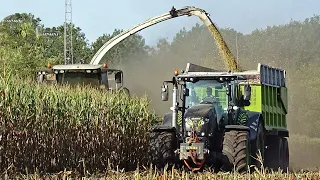 Mais Silage | Claas Jaguar 960 + Axion 850 Black Edition + Ginaf | Pleizier & Timmer | 2020