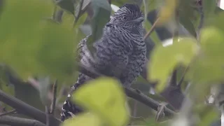 Song of the Barred Antshrike (Thamnophilus doliatus)