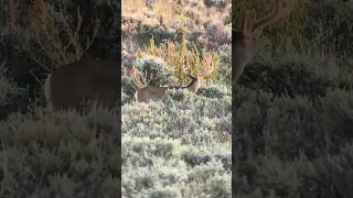 New Mexico Mule Deer