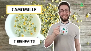 CAMOMILLE : 7 BIENFAITS DE LA PLANTE LA PLUS CONSOMMÉE AU MONDE !