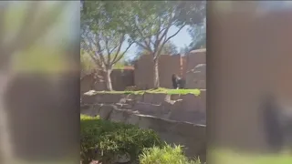 Gorillas chase dog in zoo enclosure