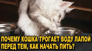 Узнайте СРОЧНО! Почему КОШКА ТРОГАЕТ ВОДУ ЛАПОЙ Перед Тем, Как Начать Пить?