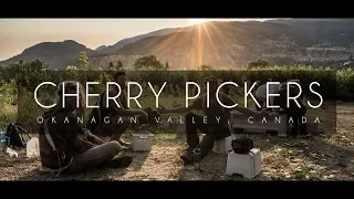 Cherry Pickers | Okanagan Valley, Canada [4K]
