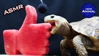 ASMR EATING LIKE BUTTON MUKBANG 👍 Turtle Tortoise 41