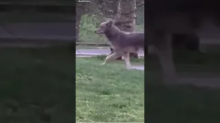 During his morning stroll in Central Park, a New Yorker had an unexpected encounter with a coyote