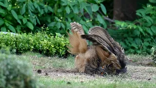 Junge Uhus - Young Eagle Owls - Part 2