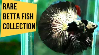 Thailand Breeders Betta Fish Collection