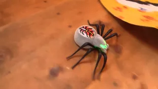 Wild pets spider