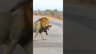 #shorts Brutal Huge Male Lion killing Baby Hyena