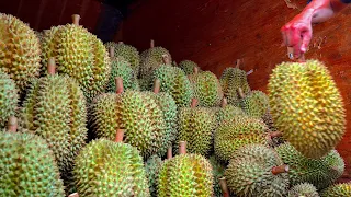 MEGA SIZE DURIAN CUTTING | Thai Fruit
