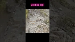 Mountain Goats |Rock Climbing Goats