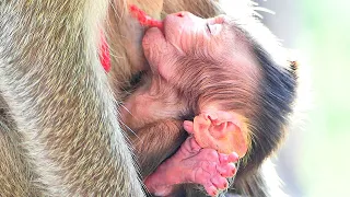 Cute baby monkey Sippo sleep milk when she can get full milk from mom Sippey.