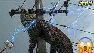 Animals Getting Shocked By Electric Fence | Animals Electric Shock Funny ( हिन्दी में ) | #2022 #2