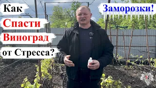 Как СПАСТИ ВИНОГРАД от СТРЕСА после ЗАМОРОЗКОВ!