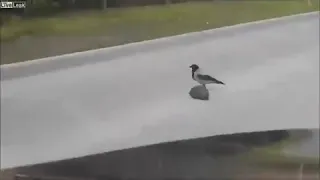 Ворона помогает перейти дорогу ёжику