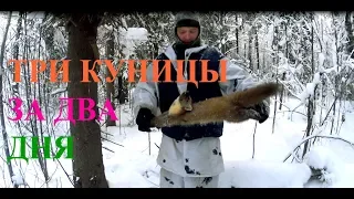 Три куницы за два дня!!! Three martens in two days !!!