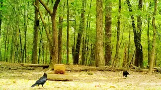 Pileated Woodpecker