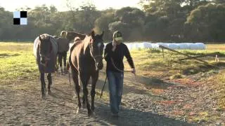 Galopp TV - Velká pardubická se blíží - Tiumen a Budapest