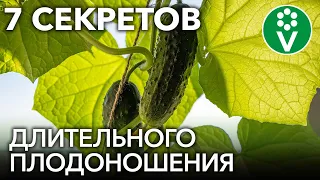 ОГУРЦЫ ДО МОРОЗОВ! Сделайте это с огурцами в августе и собирайте урожай дольше всех