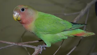 Rosy-faced lovebird contact calls / ruusukaijasen ääniä