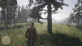 RED DEAD REDEMPTION 2 - Cougar Attack