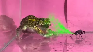 Bullfrog frightened by flatulence bugs【WARNING LIVE FEEDING!!】