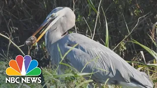 Great Blue Heron Caught On Camera Swallowing Baby Alligator In Florida | NBC News NOW