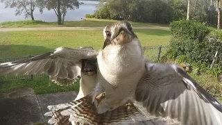 Kookaburras in slow motion