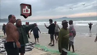 MUITOS PEIXES NA PESCA DA TAINHA NA PRAIA DOS INGLESES