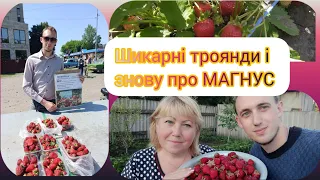 Троянди, яких ви ще не бачили. Полуниця МАГНУС завалює ягодою!